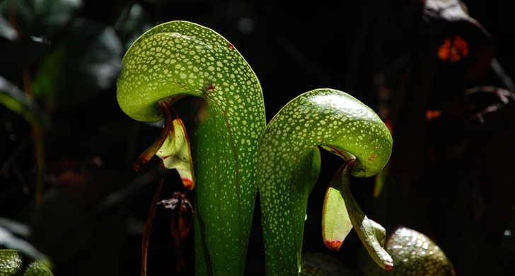 Photo of Darlingtonia State Natural Site